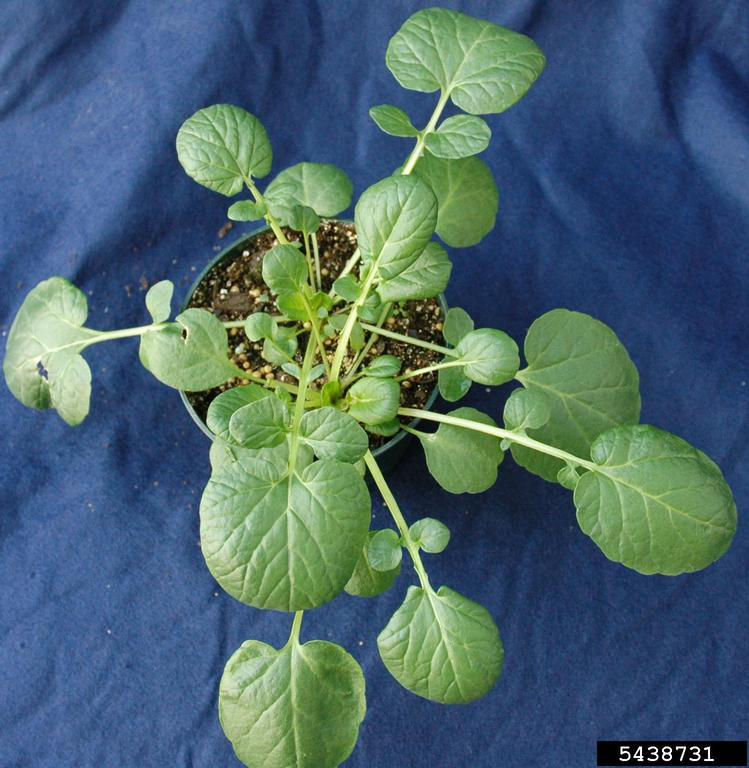 Yellow rocket basal rosette